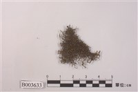 藏品(耳葉蘚屬)的圖片